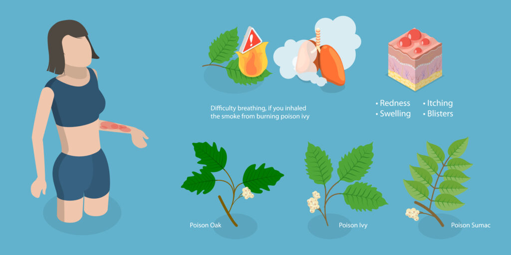 3D Isometric Flat Vector Conceptual Illustration of Poison Ivy, Allergy to Poison Plants