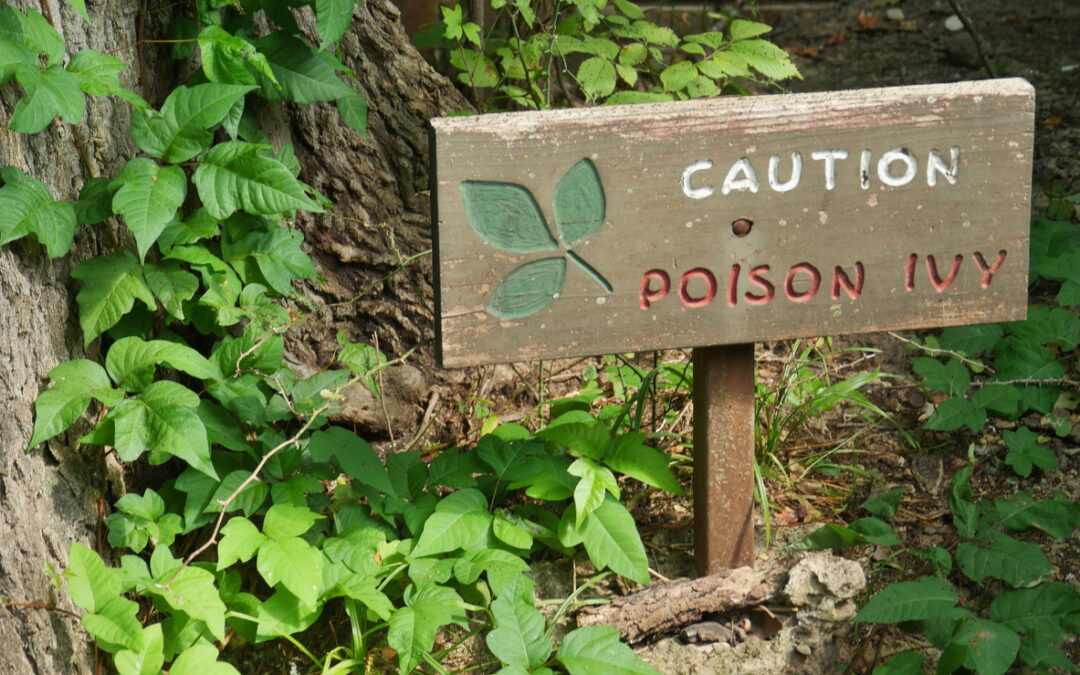 Sign with poison ivy plants around